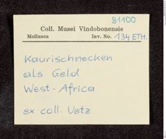 Etikett zu Kaurigeld (NHMW-ZOO-MO-0081100-ETH-134)